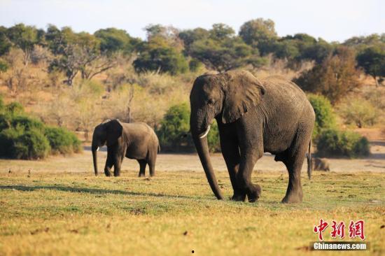 91大象成品视频入口